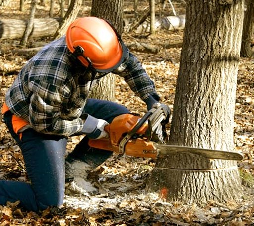 Tree Removal in Albion, CA